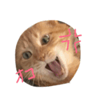 僕の猫 あこちゃん（個別スタンプ：6）