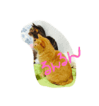 僕の猫 あこちゃん（個別スタンプ：7）