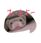 フェレットさんら2（個別スタンプ：1）