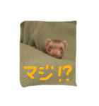 フェレットさんら2（個別スタンプ：2）