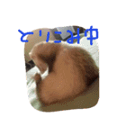 フェレットさんら2（個別スタンプ：4）