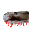 フェレットさんら2（個別スタンプ：5）