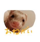 フェレットさんら2（個別スタンプ：6）
