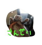 フェレットさんら2（個別スタンプ：8）