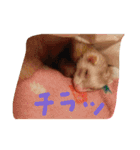 フェレットさんら2（個別スタンプ：9）