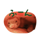 フェレットさんら2（個別スタンプ：10）