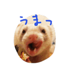 フェレットさんら2（個別スタンプ：11）