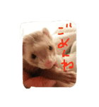 フェレットさんら2（個別スタンプ：12）
