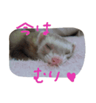 フェレットさんら2（個別スタンプ：16）
