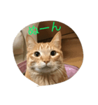 吉田家のネコたち（個別スタンプ：1）