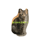 吉田家のネコたち（個別スタンプ：3）