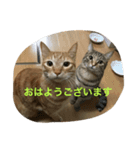 吉田家のネコたち（個別スタンプ：6）