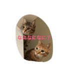 吉田家のネコたち（個別スタンプ：7）