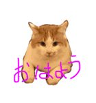 Chobi Nyan（個別スタンプ：3）