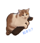 Chobi Nyan（個別スタンプ：5）