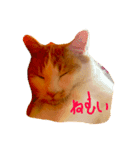 Chobi Nyan（個別スタンプ：6）