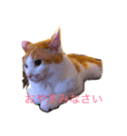 Chobi Nyan（個別スタンプ：7）