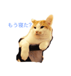 Chobi Nyan（個別スタンプ：8）