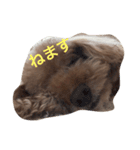 我が家のワン（個別スタンプ：4）