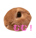 うさぎのなつお（個別スタンプ：4）