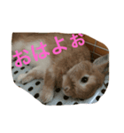 うさぎのなつお（個別スタンプ：6）