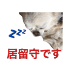 サンキューおっさんとゆかいな仲間達 34（個別スタンプ：21）