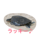 癒しの間（個別スタンプ：3）
