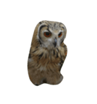簡単な写真のフクロウです。（個別スタンプ：5）