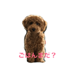 トイプーののさん（個別スタンプ：4）