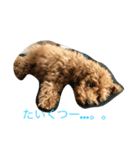 トイプーののさん（個別スタンプ：9）