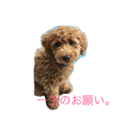 トイプーののさん（個別スタンプ：10）