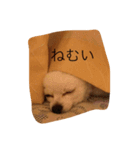 ハタケ用（個別スタンプ：3）