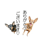 ミニピンBambiとUrara（個別スタンプ：5）