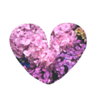 紫陽花（個別スタンプ：1）