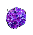 紫陽花（個別スタンプ：4）