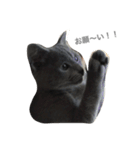 ねこのここあ（個別スタンプ：1）