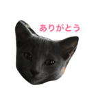 ねこのここあ（個別スタンプ：2）