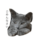 ねこのここあ（個別スタンプ：3）