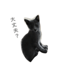 ねこのここあ（個別スタンプ：4）