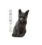 ねこのここあ（個別スタンプ：8）