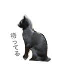 ねこのここあ（個別スタンプ：13）