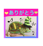 カメレオンPERO（個別スタンプ：3）