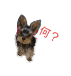 ヨーキーあいさつ2（個別スタンプ：7）