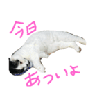 折れみみまろる Vol.1（個別スタンプ：7）