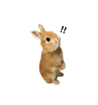 スマイリーニコ（個別スタンプ：1）
