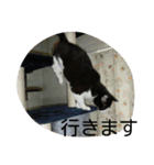 ぎんの冒険（個別スタンプ：3）