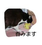 ぎんの冒険（個別スタンプ：4）