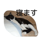 ぎんの冒険（個別スタンプ：5）