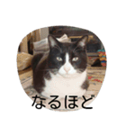 ぎんの冒険（個別スタンプ：7）