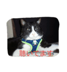 ぎんの冒険（個別スタンプ：9）